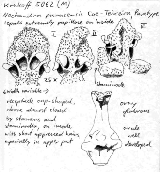 Vorschaubild Nectandra purusensis Coe-Teix.